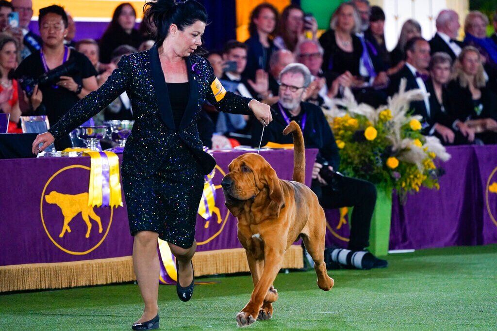 Westminster Dog Show